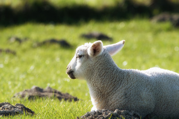 Obraz premium Lamm