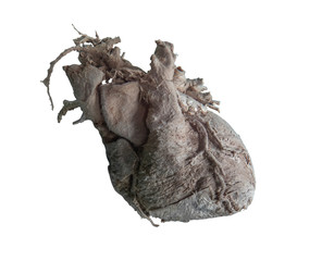 The human heart on white background, isolated