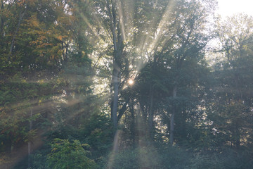 The sunbeams in a foggy forest, Germany