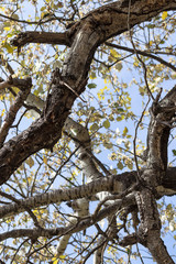 Árbol con cielo de fondo