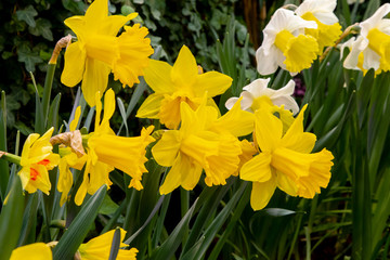 Fototapeta premium Decorative flowers in a greenhouse