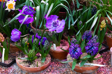 Decorative flowers in a greenhouse