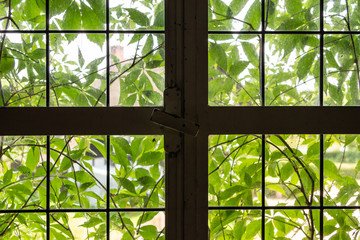 The window of an old farmhouse inside with grape leaves