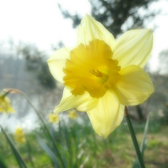 Daffodil in full bloom