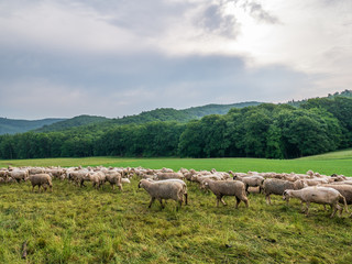 Naklejka na ściany i meble The grazing sheeps on a pasture