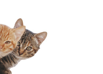Close-up two kitten looking at camera, isolated on white background