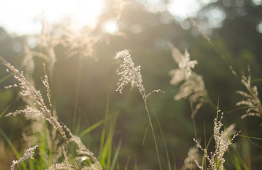 Wild flowers and grass backgroud