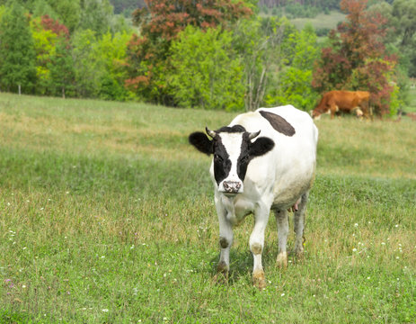 Black White Cow