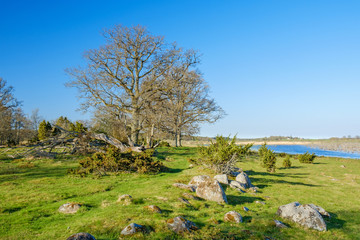 Meadow with large oak trees in spring