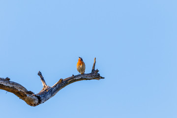 Whinchat bird perched at a tree branch and looking up to the sky