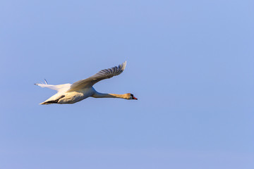 Mute swan flying at a clear blue sky