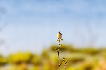 Whinchat bird sitting on a tree branch and looking at the camera
