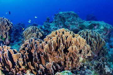A beautiful hard coral reef in shallow water at sunrise
