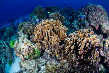 A beautiful hard coral reef in shallow water at sunrise