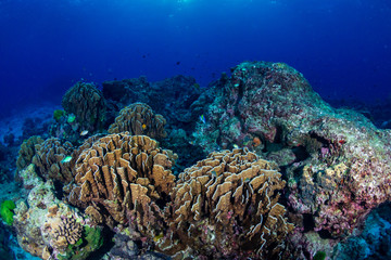 A beautiful hard coral reef in shallow water at sunrise