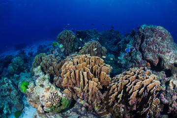 A beautiful hard coral reef in shallow water at sunrise
