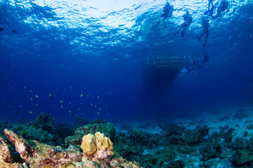Fototapeta na wymiar SCUBA divers swimming over a tropical coral reef