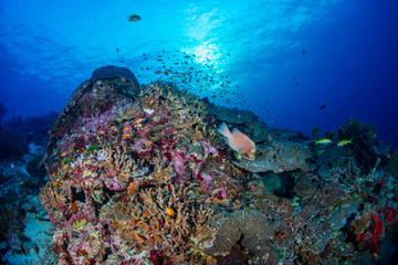 Naklejka na ściany i meble A beautiful hard coral reef in shallow water at sunrise