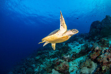Naklejka na ściany i meble Hawksbill Sea Turtle swimming along a tropical coral reef at sunrise
