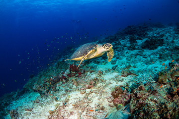 Hawksbill Sea Turtle swimming along a tropical coral reef at sunrise