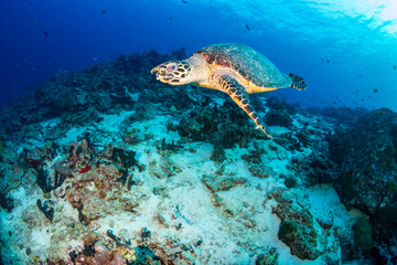 Fototapeta na wymiar Hawksbill Sea Turtle swimming along a tropical coral reef at sunrise