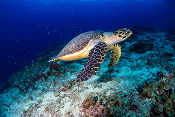 Naklejka na ściany i meble Hawksbill Sea Turtle swimming along a tropical coral reef at sunrise