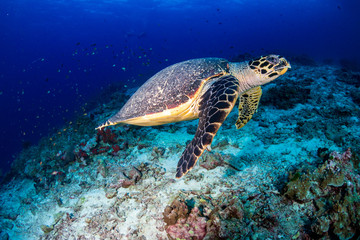 Hawksbill Sea Turtle swimming along a tropical coral reef at sunrise