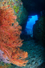 Fototapeta na wymiar Underwater swimthrough and scenery on a tropical coral reef in Thailand's Similan Islands