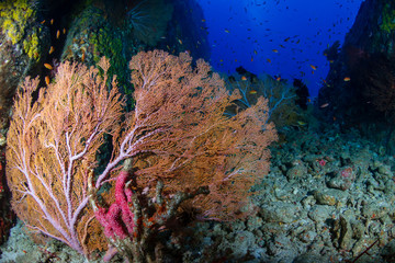 Underwater swimthrough and scenery on a tropical coral reef in Thailand's Similan Islands