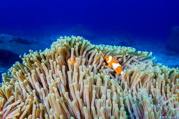 Naklejka na ściany i meble A pair of Clownfish in their home anemone on a tropical coral reef