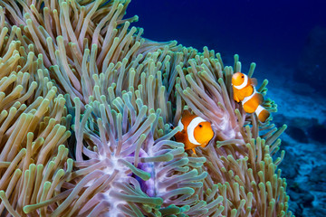 Naklejka na ściany i meble A pair of Clownfish in their home anemone on a tropical coral reef