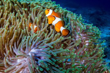 A pair of Clownfish in their home anemone on a tropical coral reef