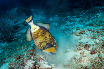 Naklejka na ściany i meble Large Titan Triggerfish feeding on a tropical coral reef at dawn