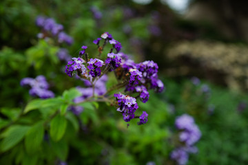 blue flowers on a green background