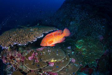 Coral Grouper on a tropical coral reef