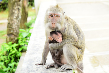 Fototapeta premium babies Macaca fascicularis (long-tailed macaques) or monkeys in the wild