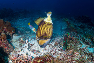Large Titan Triggerfish feeding on a tropical coral reef at dawn