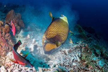 Fototapeta premium Large Titan Triggerfish feeding on a tropical coral reef at dawn