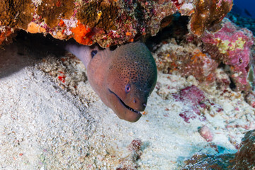 Giant Moray Eel hidden in a hole in a tropical coral reef