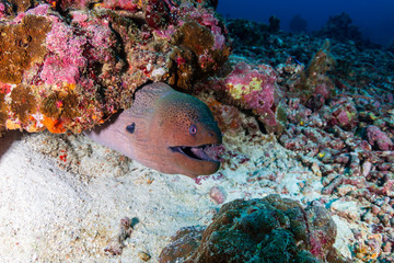 Giant Moray Eel hidden in a hole in a tropical coral reef