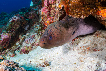 Giant Moray Eel hidden in a hole in a tropical coral reef
