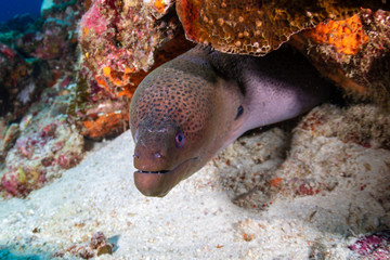 Giant Moray Eel hidden in a hole in a tropical coral reef
