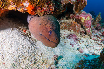 Fototapeta premium Giant Moray Eel hidden in a hole in a tropical coral reef