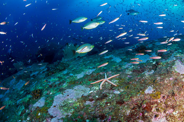Fototapeta na wymiar Colorful tropical fish on a coral reef in Thailand