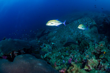 Fototapeta na wymiar Tropical fish patrolling a coral reef in Asia