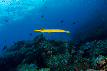 Yellow Trumpetfish on a a coral reef