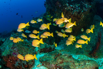 Fototapeta na wymiar Tropical fish patrolling a coral reef in Asia