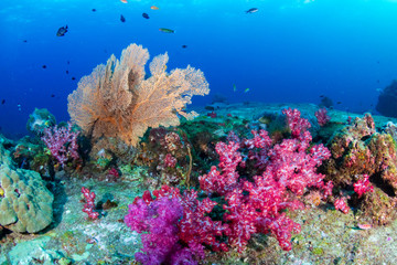 Large delicate seafans on a tropical coral reef