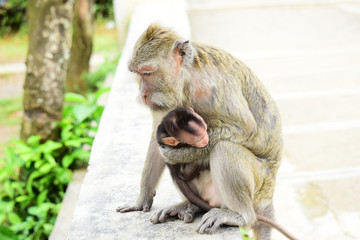 babies Macaca fascicularis (long-tailed macaques) or monkeys in the wild