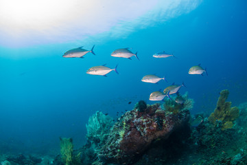 Tropical fish patrolling a coral reef in Asia